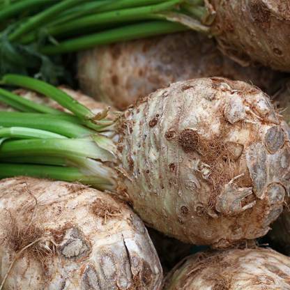 Biosnyg Giant Prague Celeriac Seeds-[250 Seeds] Seed