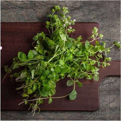 Qualtivate XXX-4A Italian Oregano - Wild Marjoram Seed