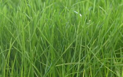 GROWN K Grass Seed For Home Planting Seed