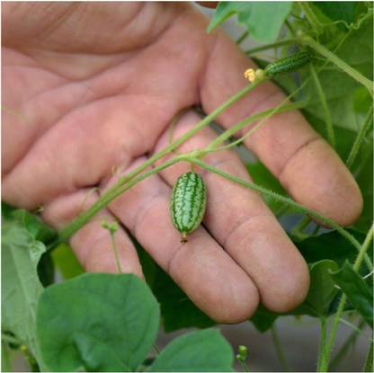 Biosnyg Cucamelon/Mexican Sour Gherkin Seed