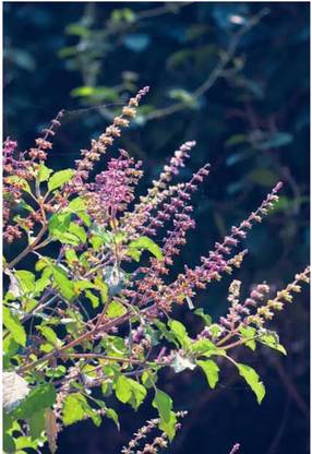 SEEDSART NXC - Gorgeous Tulsi Seeds " Tulsi " Organic 100 Seeds , I316 Seed