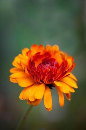 Lippy Organic Calendula Flower (Pot Marigold) Seed