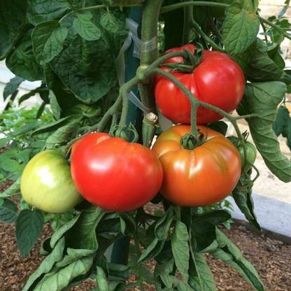 CYBEXIS Heirloom Tomato Varieties—‘Pantano Romanesco’500 Seeds Seed