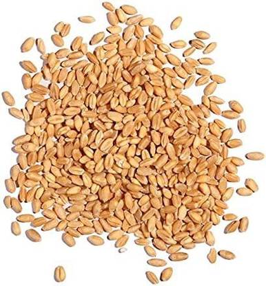VibeX NBIR-42 - Hard Red Winter Wheat - (2500 Seeds) Seed