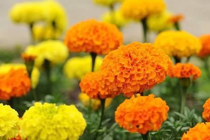 CYBEXIS HUA-82 - Crackerjack Marigold - (250 Seeds) Seed