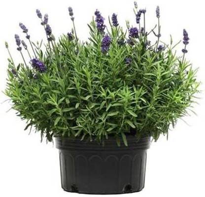 VibeX LXI-39 - Lavender Lavance Deep Purple - (750 Seeds) Seed