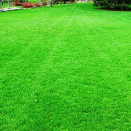 ibains Korean carpet garden grass seeds Seed