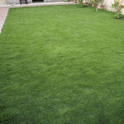 BDSresolve korean grass seeds/Lawn Grass Seeds 6500 Seed