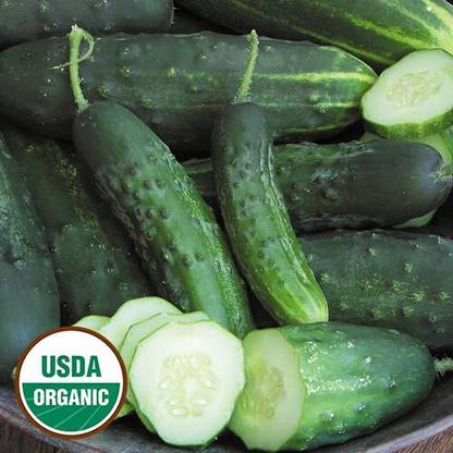 Avysa Early Fortune Cucumber-CuC_269 Seed