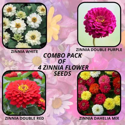 CYBEXIS Pack Of 4 Types ZINNIA FLOWER Seeds Seed
