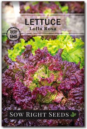 VibeX GBPUT-78 - Lolla Rosa Lettuce - (150 Seeds) Seed