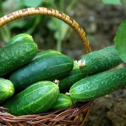 SREE Cucumber Seed, Original Hybird, Sasha, Cucumber Seed