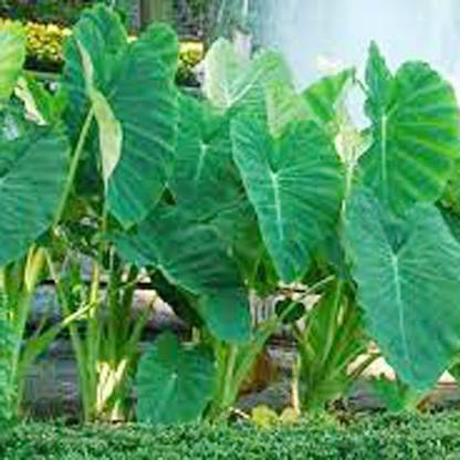 SREE Taro Root,Kachu Root Seed