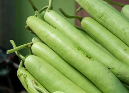 Avysa Long Bottle Gourd Seeds Seed