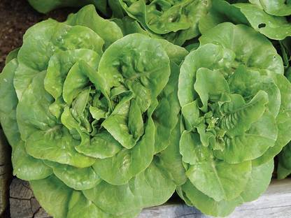 VibeX XLL-86 - Bibb Lettuce - (450 Seeds) Seed