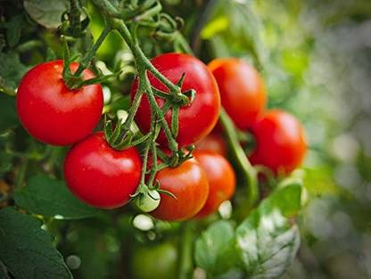 BDSresolve hybrid tomato seeds for plant/tomato seed 53 Seed