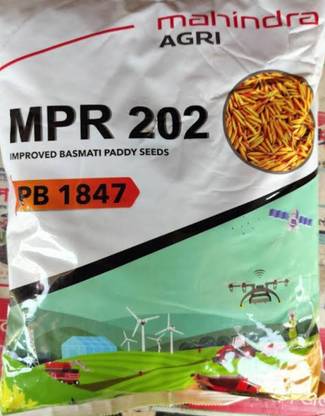 HYBRID 3kg paddy seeds Highest yield variety Seed