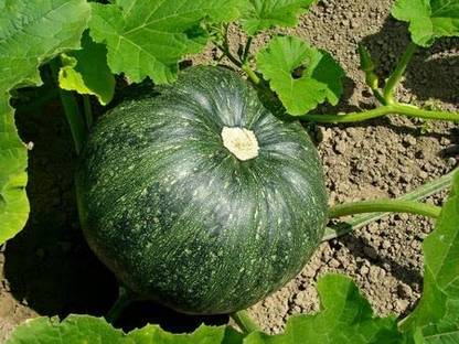 CRGO DIOART-ART-™Hybrid Pumpkin Vegetable Seed-75 SEEDS-PS829 Seed
