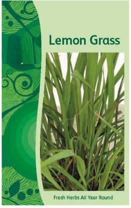 VibeX ® LXI-216 Lemongrass Cymbopogon Flexuosus Seed
