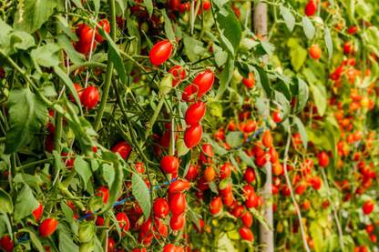 BOD tomato Seed