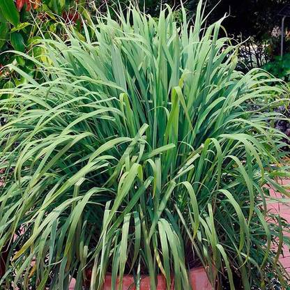 CYBEXIS GUA-83 - Lemongrass Cymbopogon Citratus - (750 Seeds) Seed