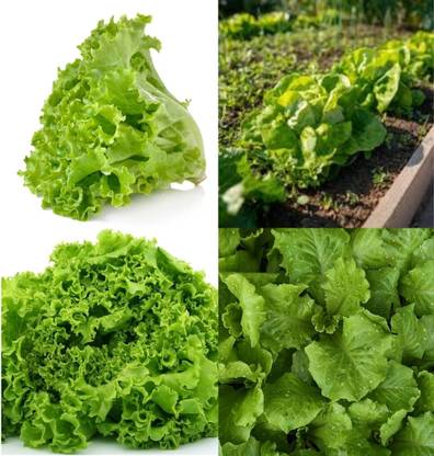 ibains Romaine lettuce seeds beej 13 Seed