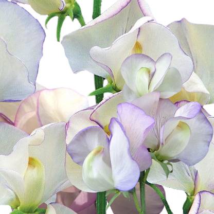 VibeX ® VMR-219 Paris Sweet Pea Flower Seeds Seed
