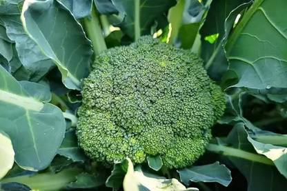 Aro Broccoli Seed