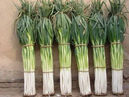 KNESSiN Japanese Bunching Onion"Ishikura Improve"Stems Up to 20" Long Seed