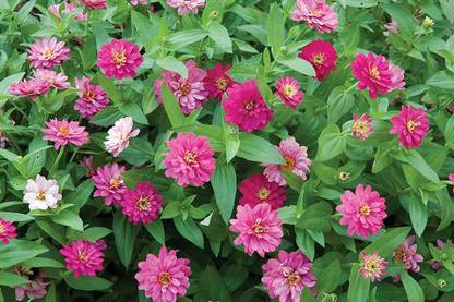 VibeX VVI-21 - Imp. Exquisite Zinnia - (90 Seeds) Seed