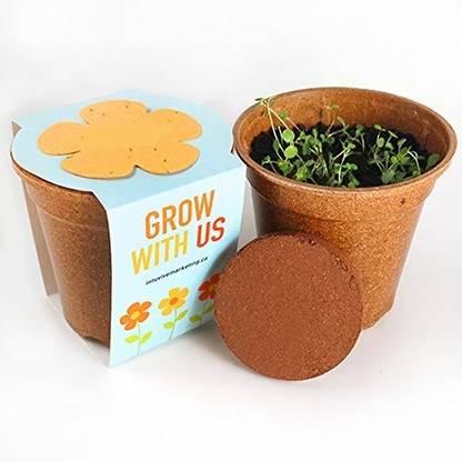 Quinergys MXI-594-Sweet Neem - Complete Beginner Gardening Set Seed
