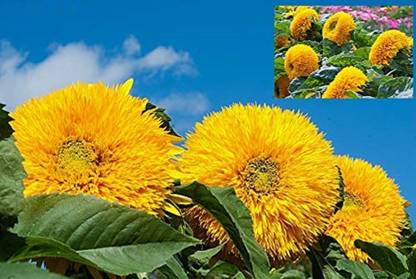 KNESSiN Sunflower Earth walker Burning Yellowish[400 Seeds] Seed