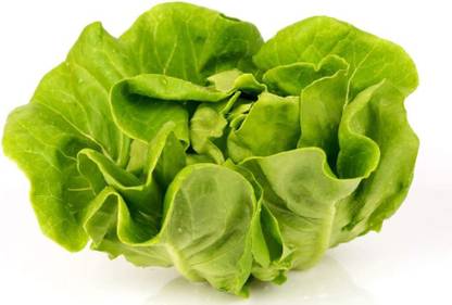 VibeX ® XXL-543 Tom Thumb Butterhead Lettuce Seeds Seed