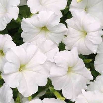 CYBEXIS VXI-2 - Petunia Easy Wave White - (180 Seeds) Seed