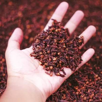 VibeX GUA-83 - Clove Tree - (180 Seeds) Seed