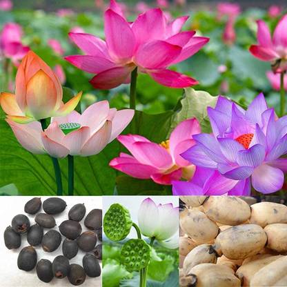 VibeX ® RXI-264 Nelumbo nucifera Sacred Lotus Seeds Seed