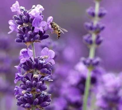 CYBEXIS GBPUT-44 - Lavender Munstead Dark Purple - (250 Seeds) Seed