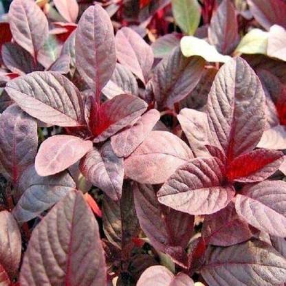 CYBEXIS Good Germination Amaranth Red Army Oriental Seeds700 Seeds Seed