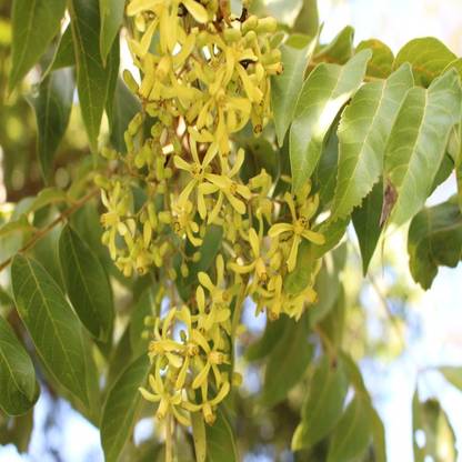 SHOP 360 GARDEN Chukrasia Tabularis, Jamaica Cedar, Indian mahogany Tree Seeds For Growing Seed