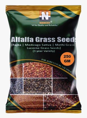 Numinous Alfalfa, Medicago Sativa, Rajka, Lucerne, Methi, Fodder Grass (3 Year Variety) Seed