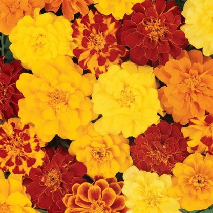 CRGO ® HAU-532 Marigold Tagetes Patula French Double Brocade Mix Seeds Seed