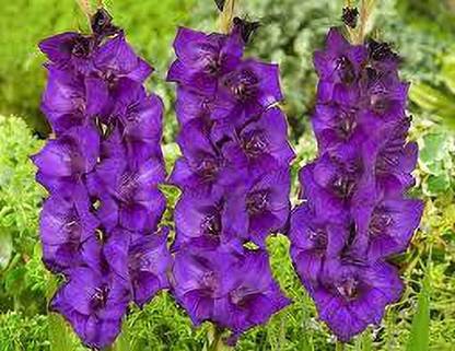 greenfarm Gladiolus Mix Color Flower Bulbs seeds (15 seeds) a398 Seed