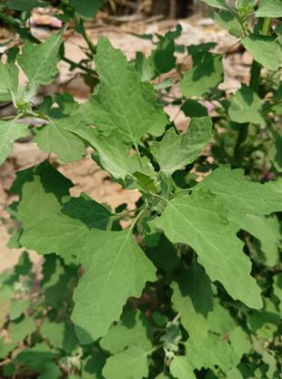 SREE Bethe saag, Bethi saag, Bethi saag Seed