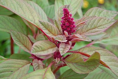 VibeX HUA-14 - Amaranthus Viridus Jamaican Red Callaloo - (750 Seeds) Seed
