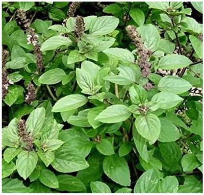 SEEDSART NXC - Gorgeous Tulsi Seeds " Tulsi " Organic 100 Seeds , I982 Seed