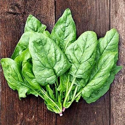 CYBEXIS XLL-69 - Giant Spinach - (750 Seeds) Seed