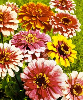 SILTON Zinnia Carousel Mix Seed