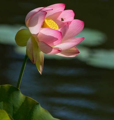 Greenfall Zen Garden Essential Seed