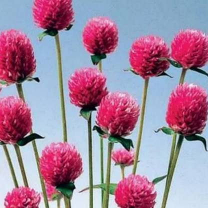 AA ENTERPRISES Chendumalli, Vadamalli, Umi gonde, Gomphrena globosa,, Amaranthaceae Seed