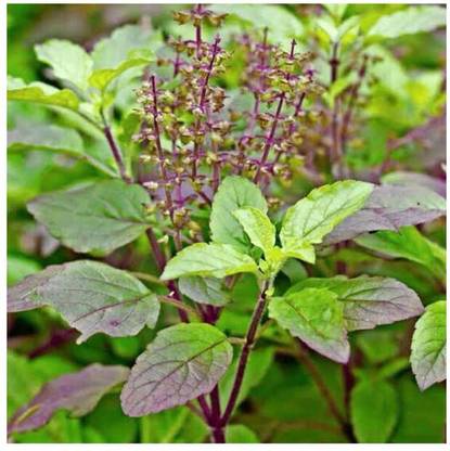 SEEDSART Green - Gorgeous - Tulsi Seeds " SEEDSART Tulsi " Organic 100 Seeds , g754 Seed